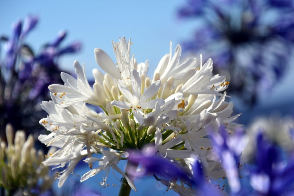Agapanthus met witte bloemen