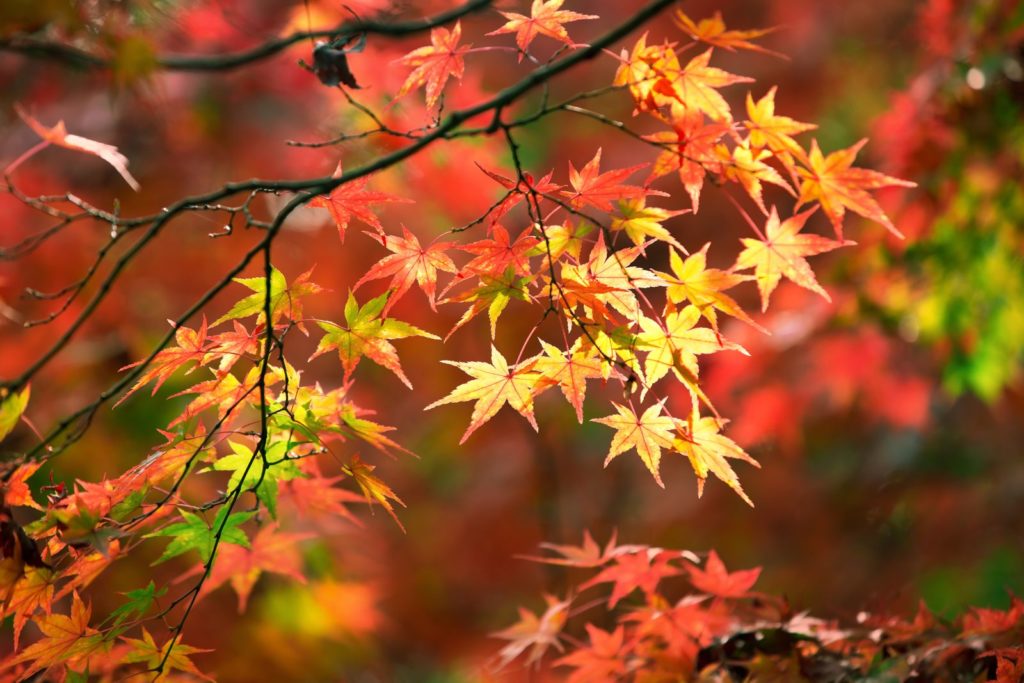 Rood-gele bladverkleuring bij uitwaaierende esdoornbladeren
