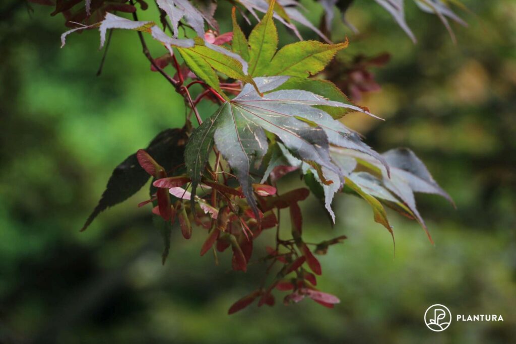 Bladeren van de Japanse esdoorn