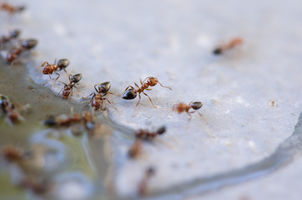 Drinkende mieren 
