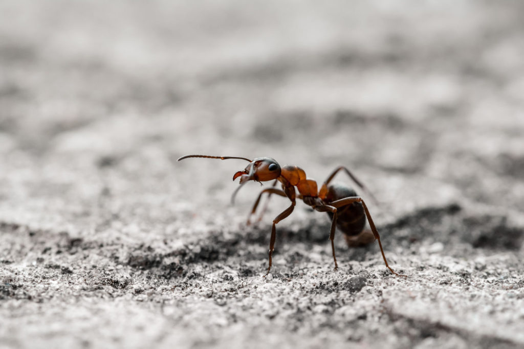Een enkele mier op de grond