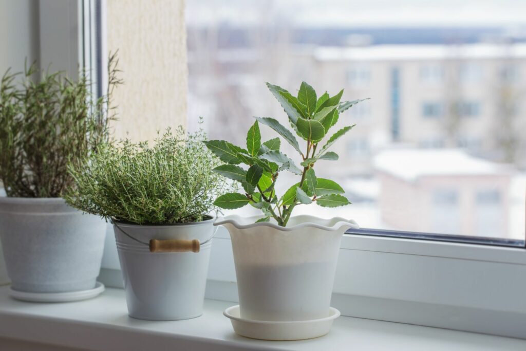 Kamerplanten op een vensterbank