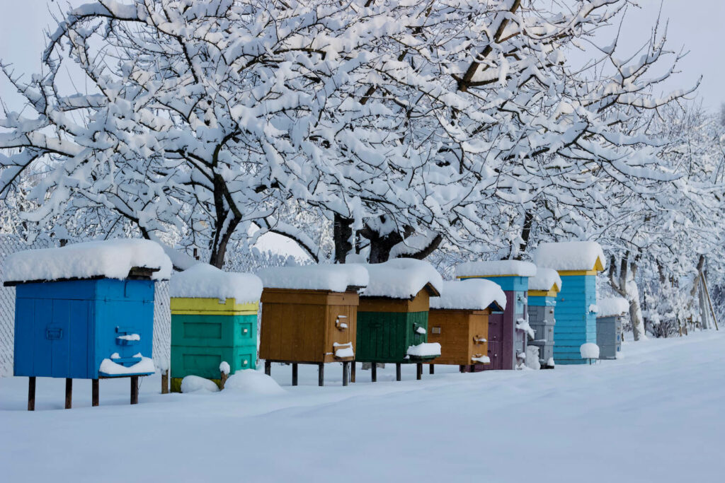 Bijenkorven met sneeuw