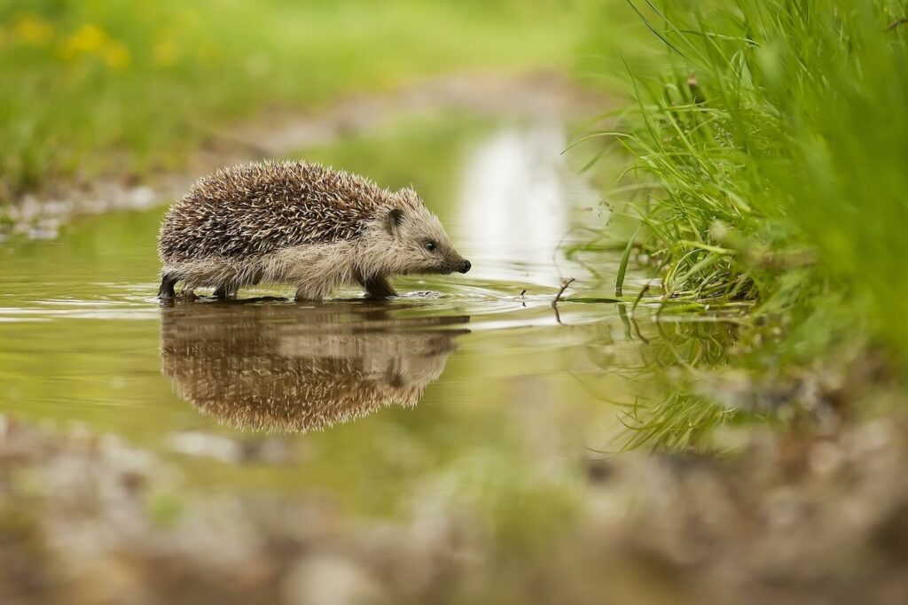 Egel in het water