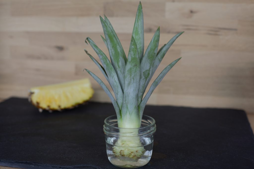Een ananas opnieuw laten groeien