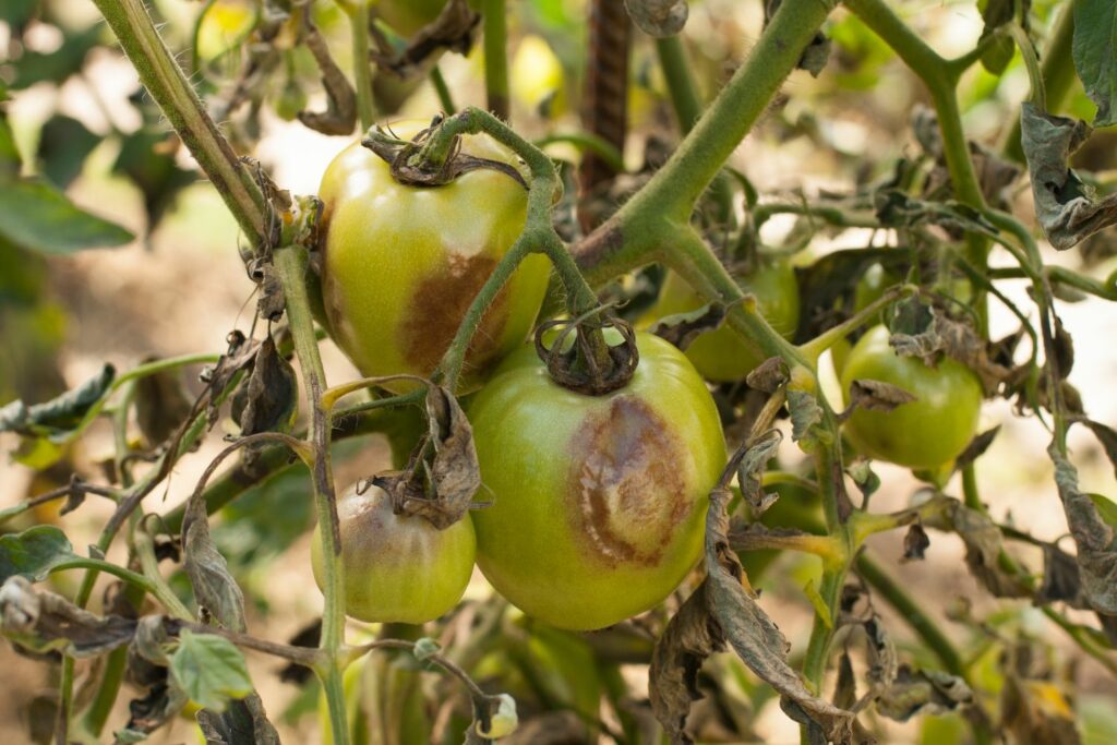 Besmette tomatenplant