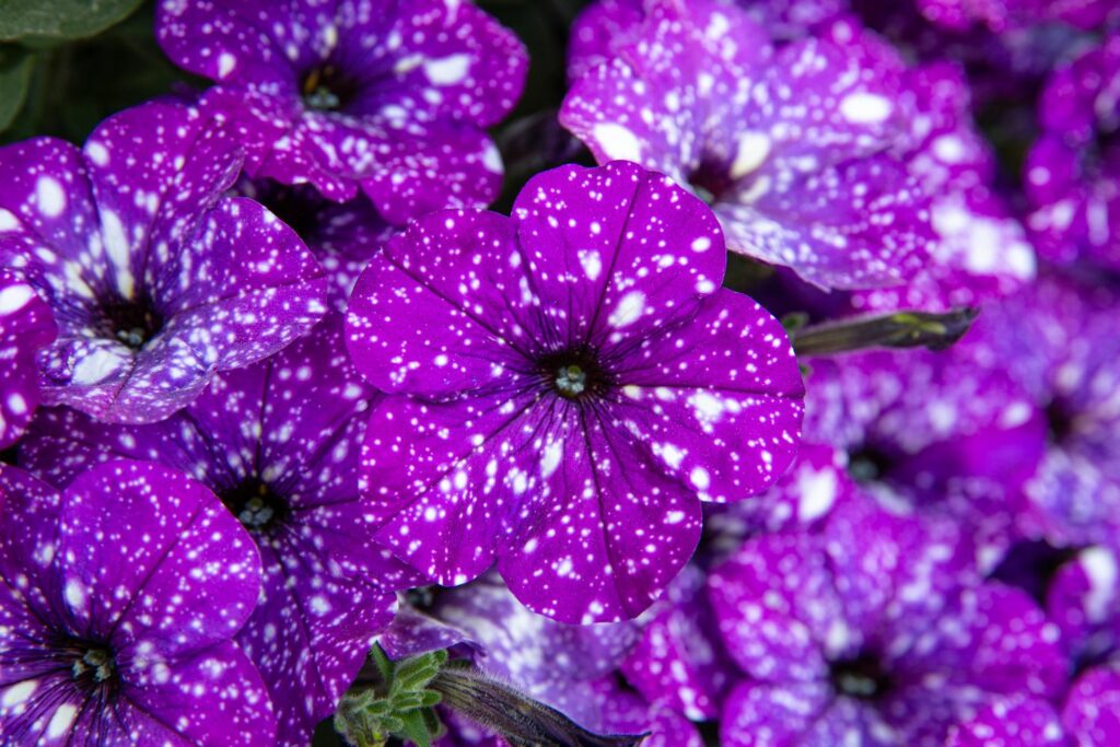 Hangende Petunia