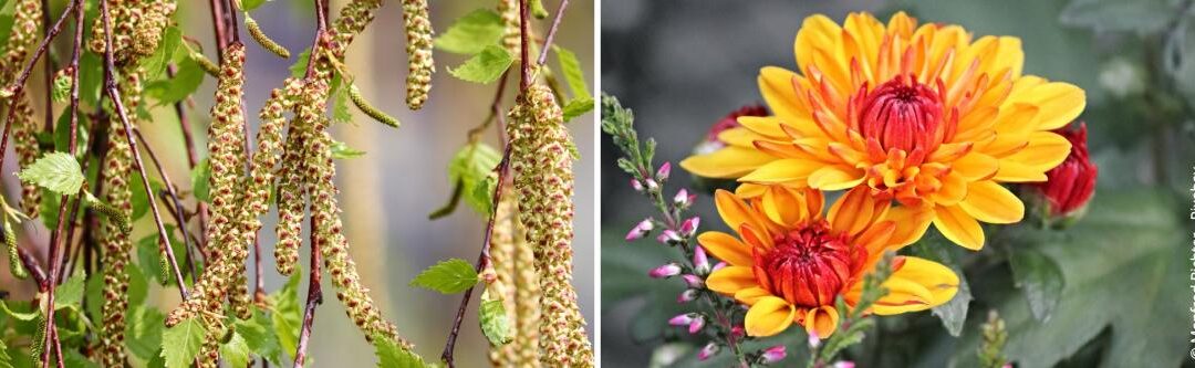 Plant- en tuintips voor mensen met een allergie