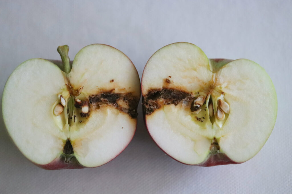 Appel met fruitmottenplaag