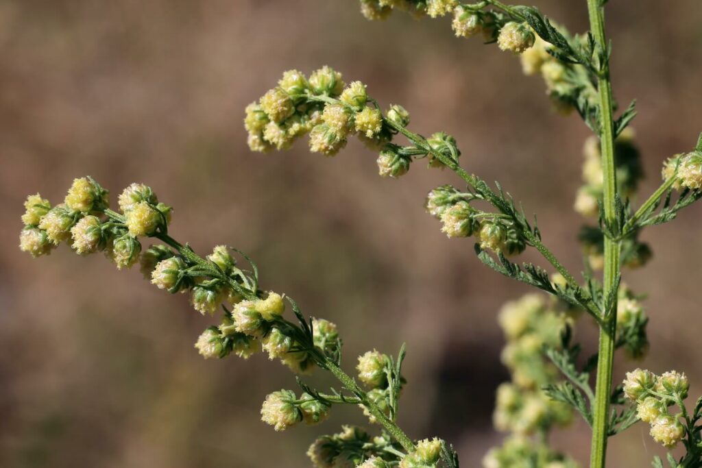 Artemisia annua bloem