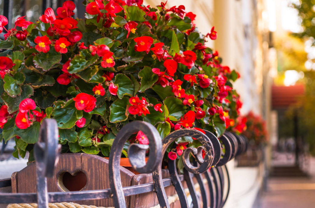 Begonia's met rode bloemen op een balkon in een pot