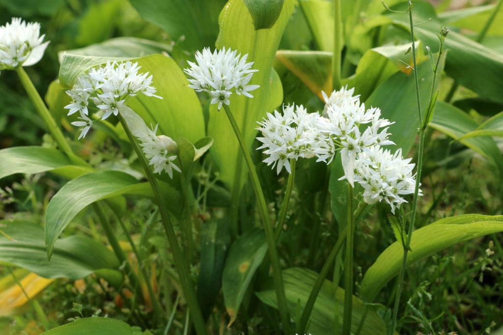 Wilde knoflook met witte bloemen