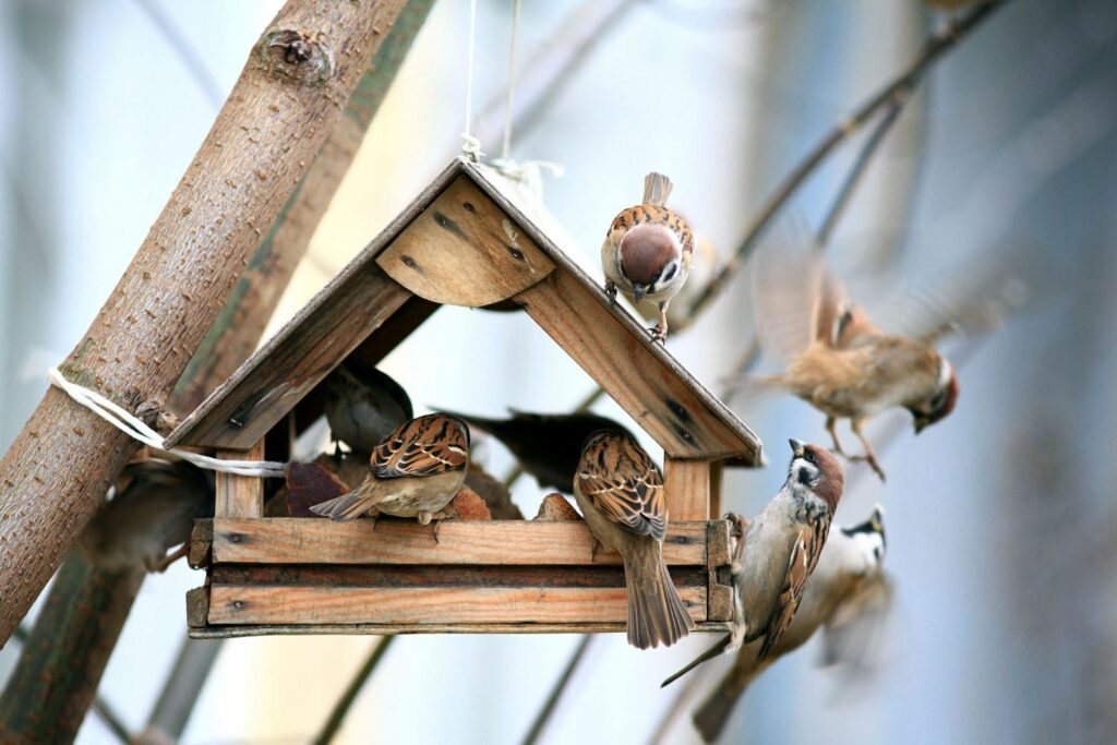 Vogels bij het vogelvoederhuisje
