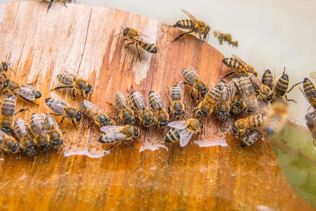 Verschillende bijen bij een bijentrog