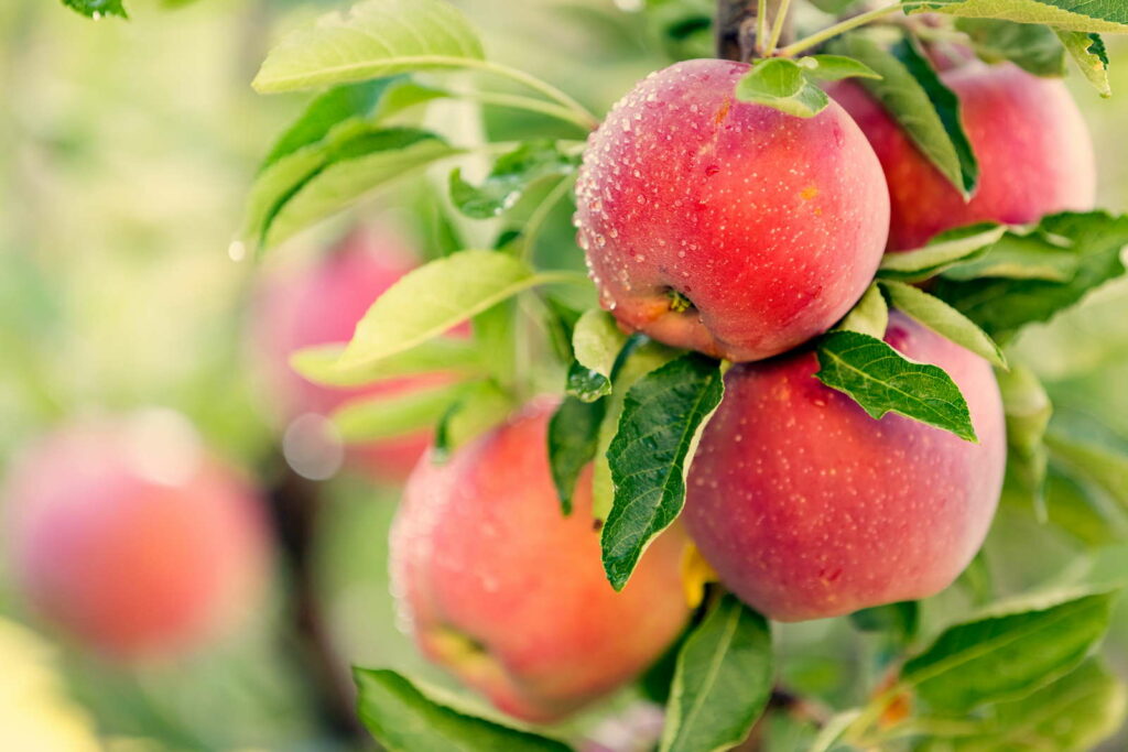 Appelrassen in één oogopslag: Appels hangend aan een appelboom