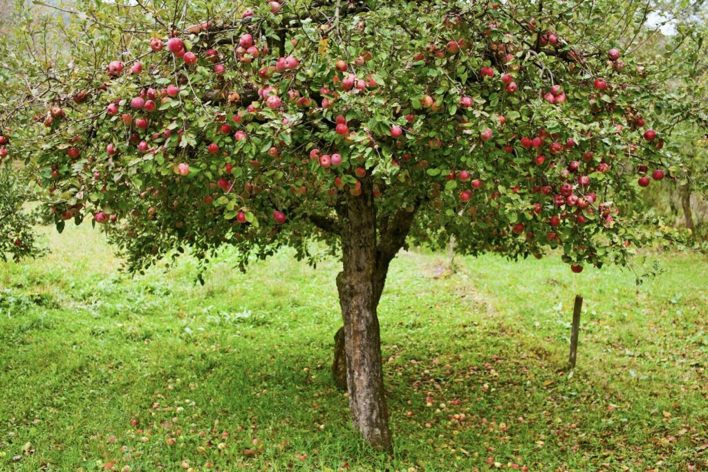 Appels rijp voor de oogst