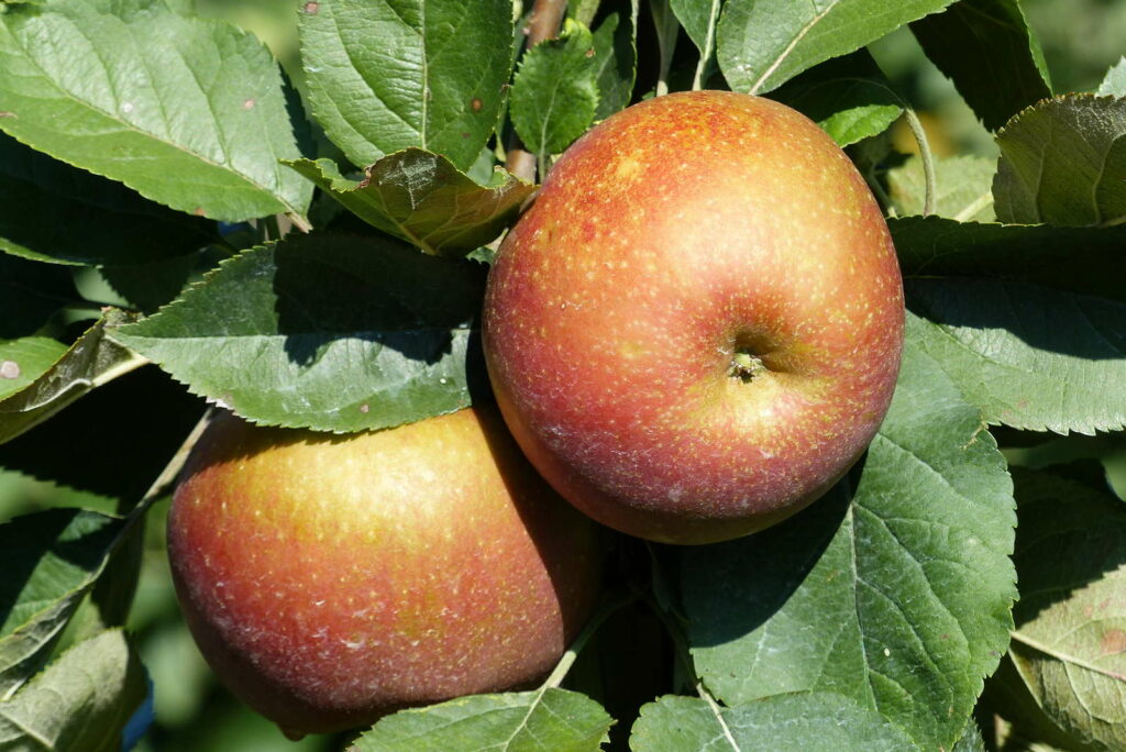 Appelrassen: 2 appels van het ras 