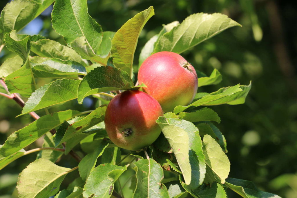 2 appels van de vroege variëteit Ontdekking aan de appelboom