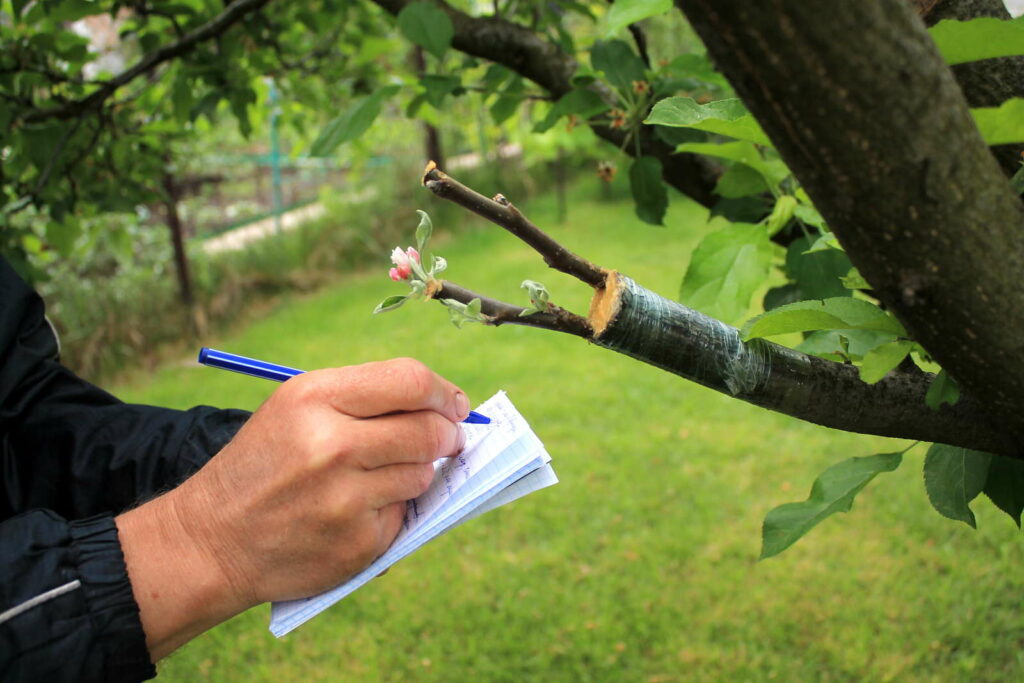 Man maakt aantekeningen tijdens het enten van appelbomen