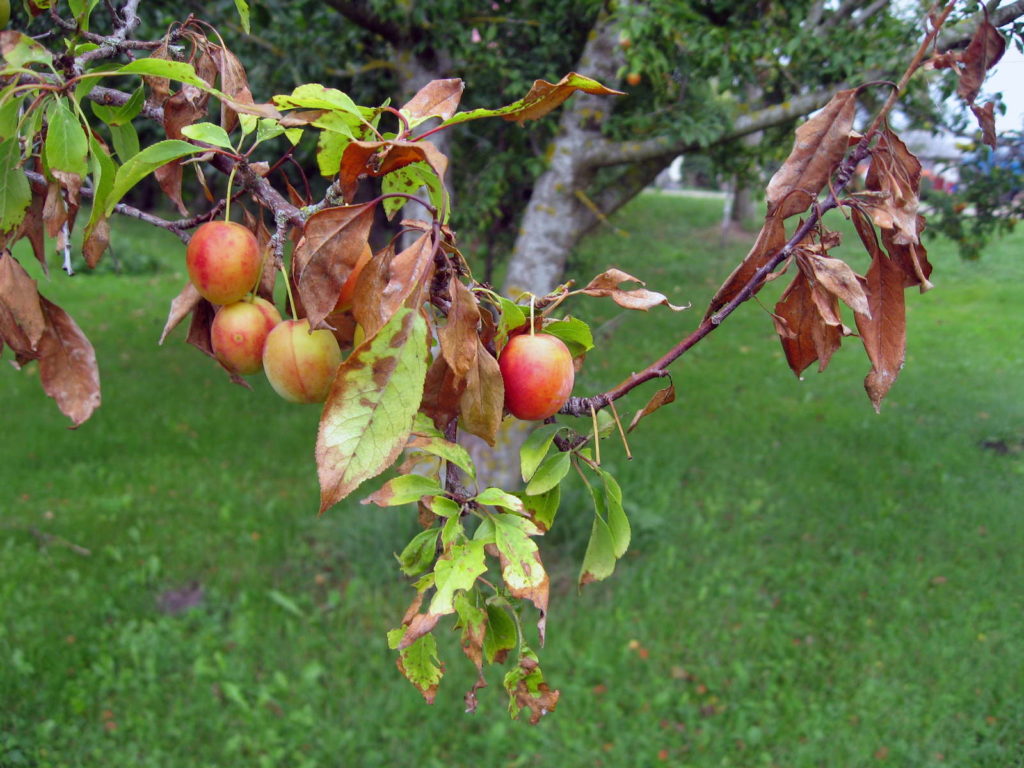 bacterievuur op de appelboom