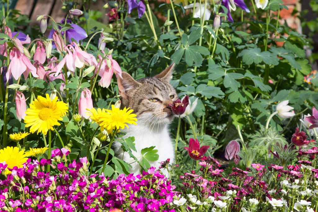 Kat in bloembed snuffelt aan bloem