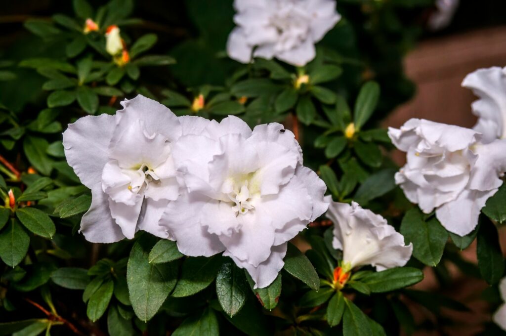 Witte azalea bloem
