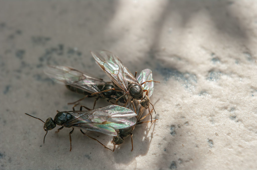 Twee vliegende mieren paren 