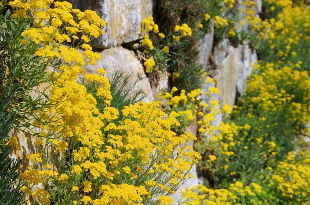 Droge stenen muur met gele bloemen