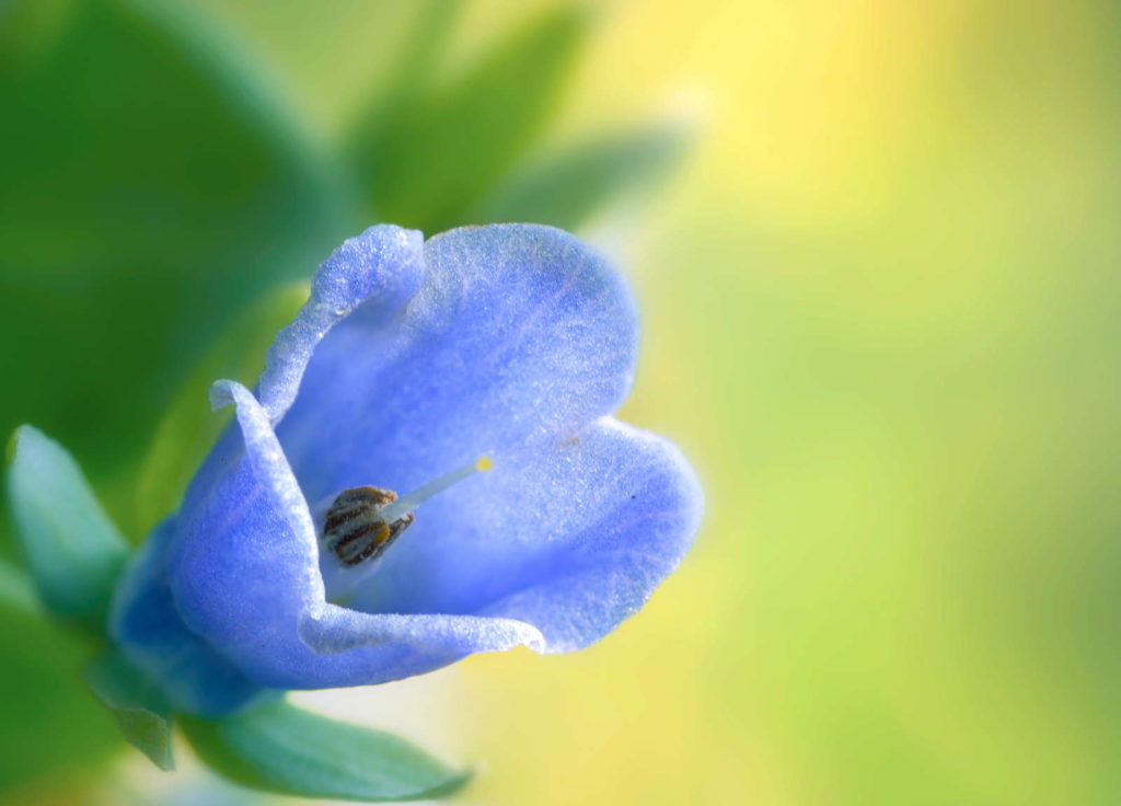 Oesterplant bloem blauw