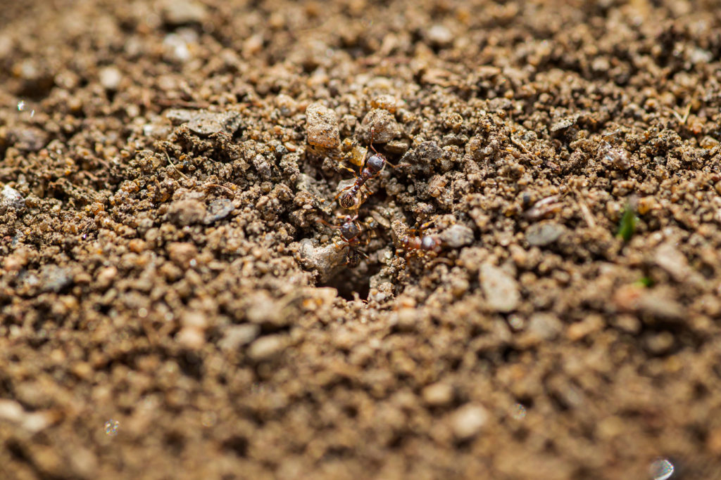 Mieren kruipen in een gat in de grond