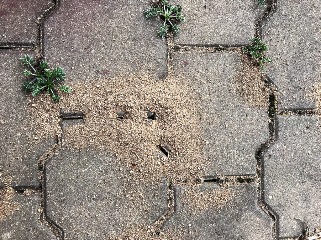 Mierenspoor op losse straatstenen