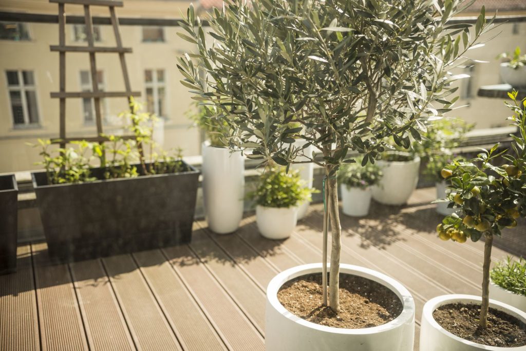Een olijfboom en andere planten op een zonnig balkon