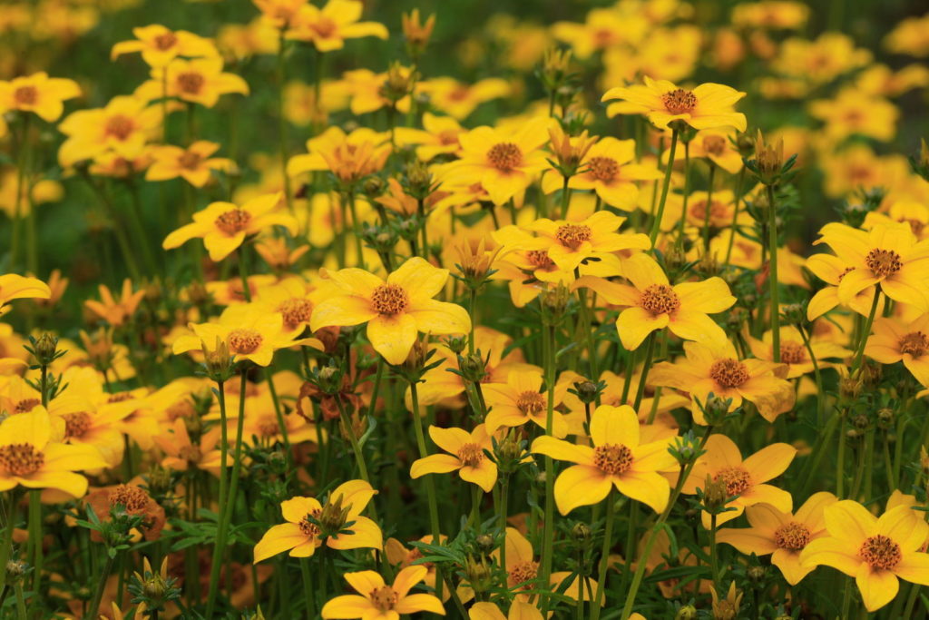 Een veld vol gele goudsbloemen