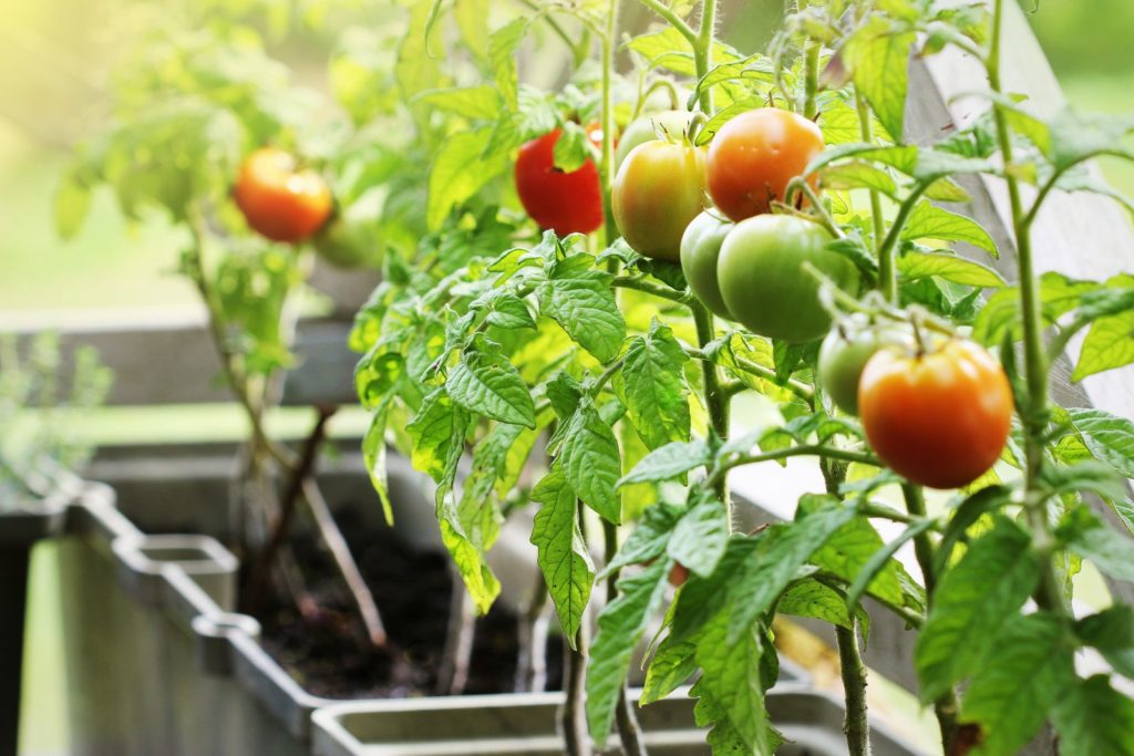 Kleine tomaten in potten op een balkon
