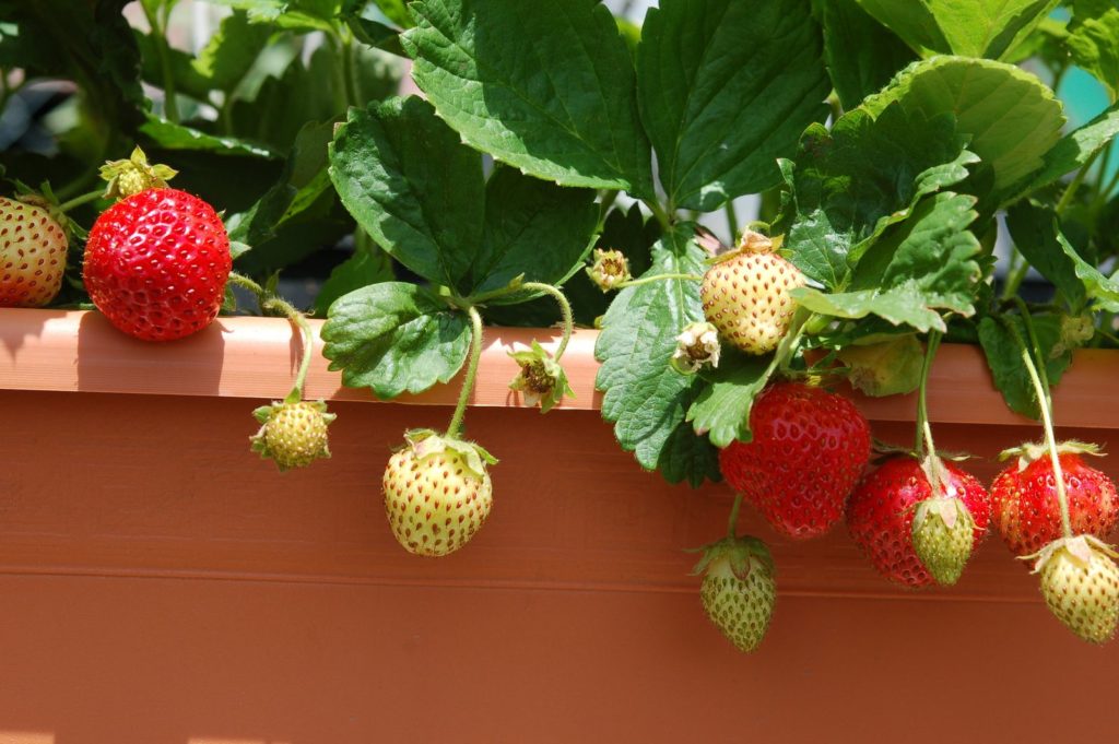 Aardbeien in een pot in de zon