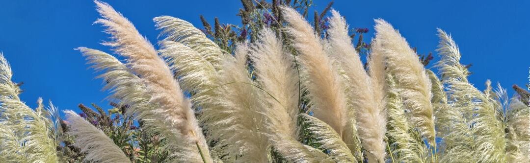 Planten als privacyschermen: bloeiende, snelgroeiende soorten