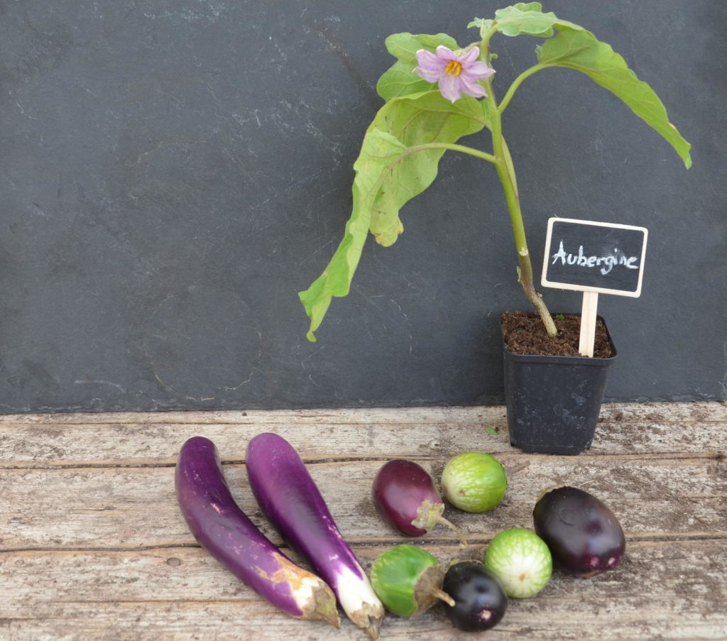Schoolbord in een aubergine plant