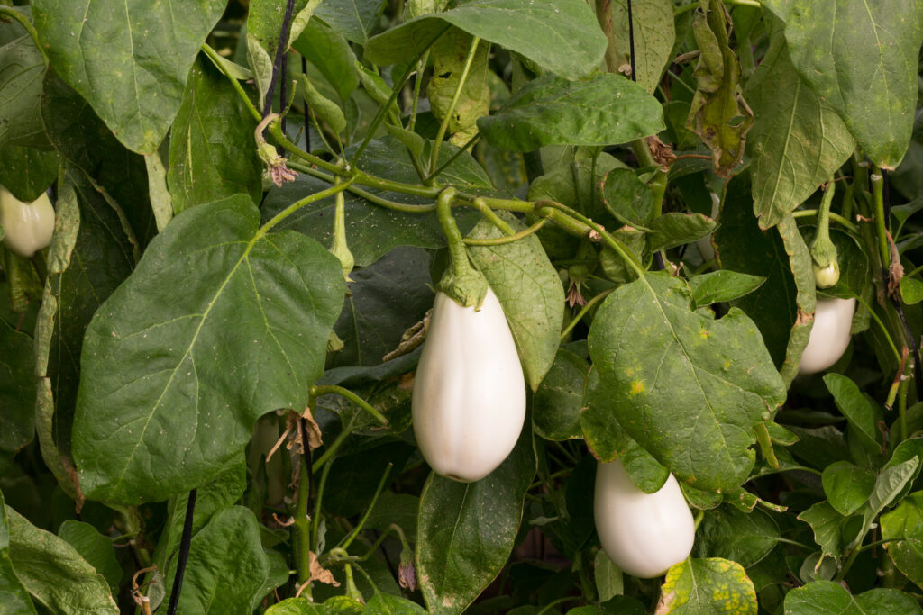 Witte aubergine variëteit
