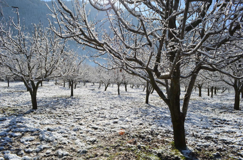 Appelbomen in de winter