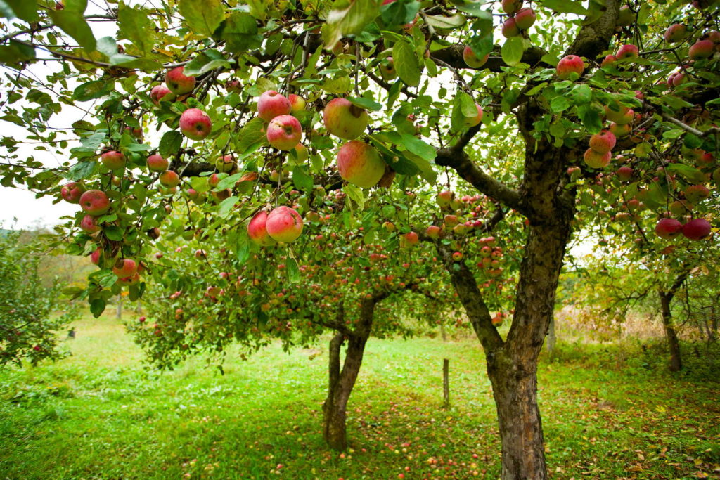 Veel appelbomen in de tuin