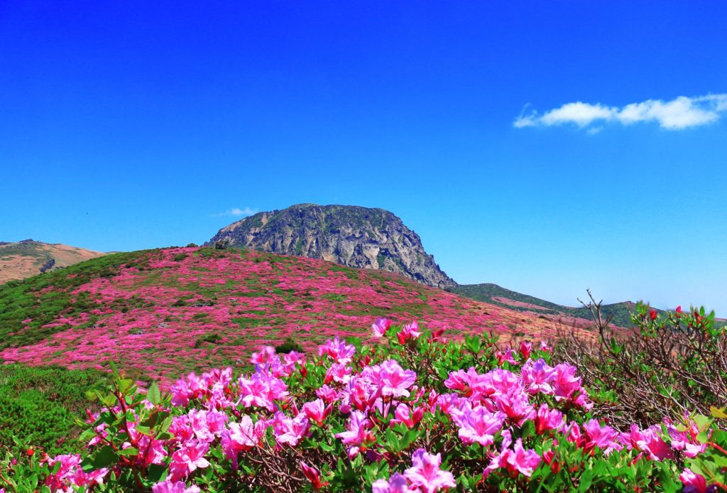 Roze azalea's bloeien aan de voet van een berg in Zuid-Korea