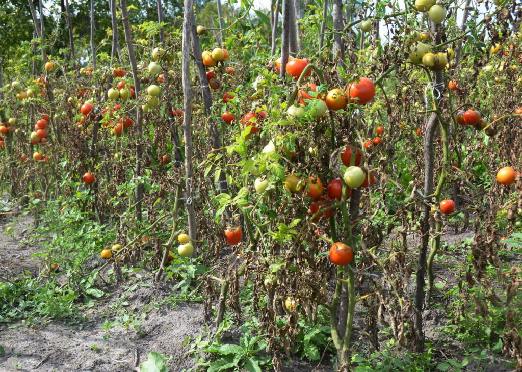 Phytophthora infestans tomatenplanten