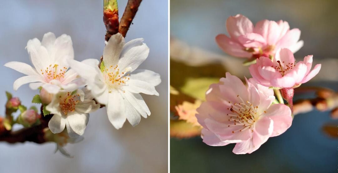 Prachtige winterbloeiers voor de tuin