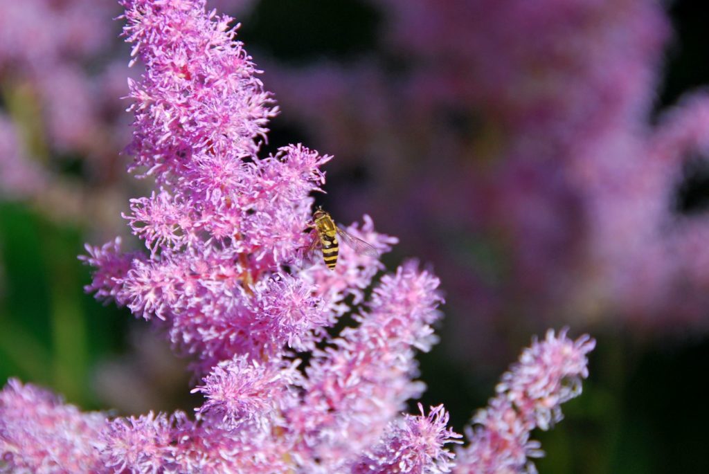 Bijen zitten op de bloemen van het madeliefje