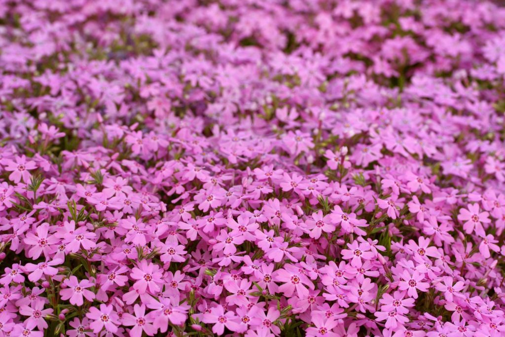 Roze tapijt flox bloemen