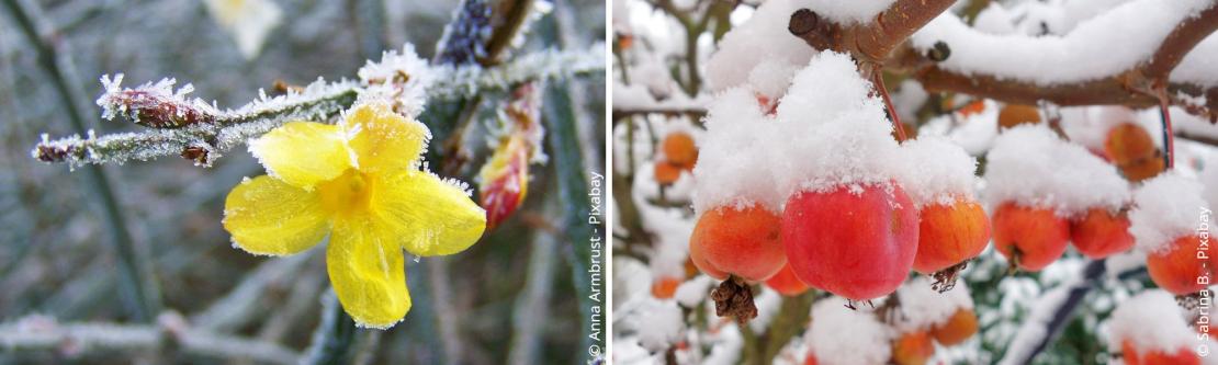 Kleurrijke winterbloeiers en siervruchten