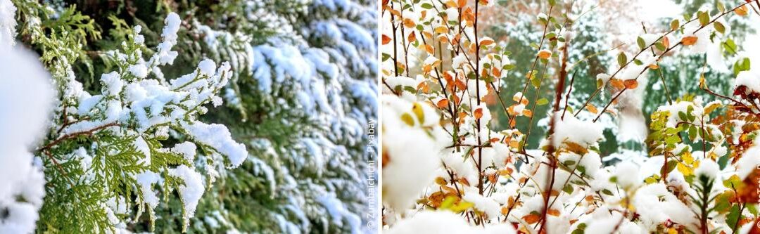 10 ideeën voor een mooi tuinontwerp in de winter