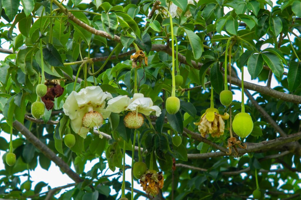 Baobab vrucht