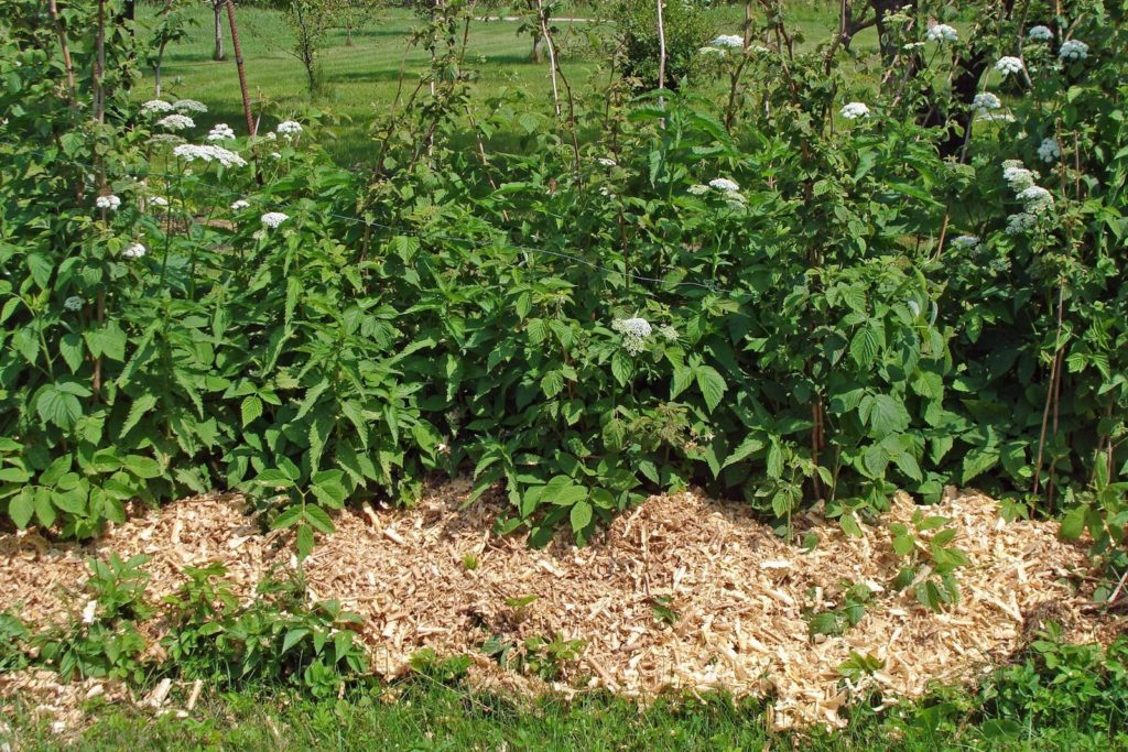 Frambozenplanten met mulch