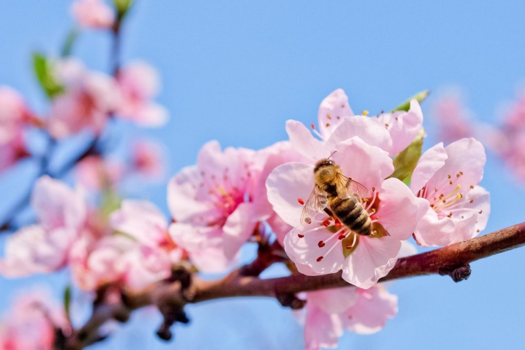 Bijen bij de roze perzikboom bloesems